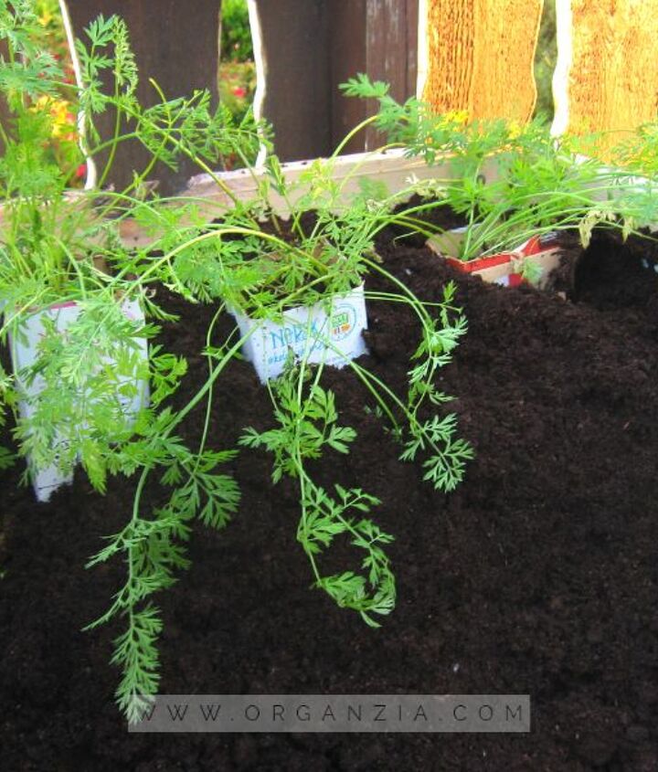 How to Grow Carrots in Milk Cartons DIY Adcock Rental Management